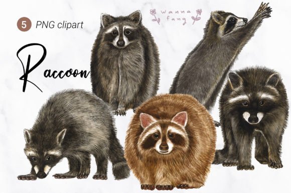 Raccoon Watercolor Animal Clipart: Design Assets for Creatives