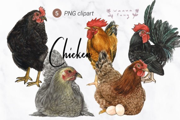 Watercolor Chicken Clipart PNG for Creative Projects