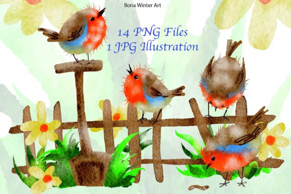 Watercolor Robin Birds Clipart Set for Designers